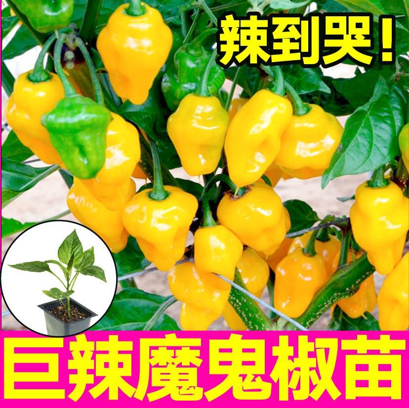 印度断魂椒红黄魔鬼苗秧爆