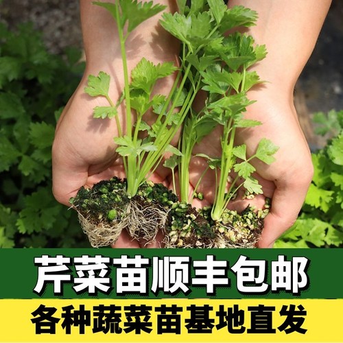 芹菜苗幼苗芹菜秧子蔬菜苗西芹根