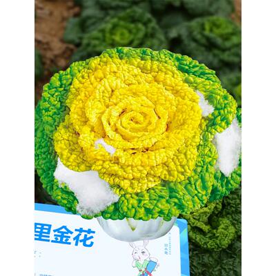 黄心乌菜种子籽塌大全青适