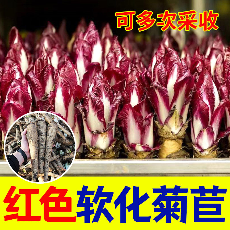 软化红色菊苣根芽球芦紫玉