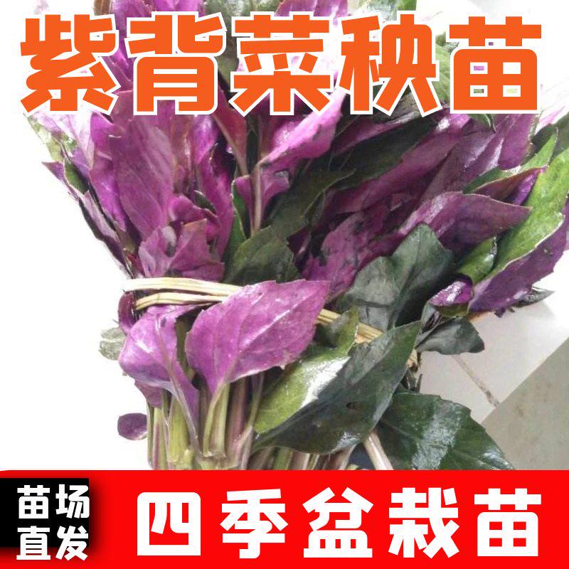 天然紫背菜苗子葵血皮种四