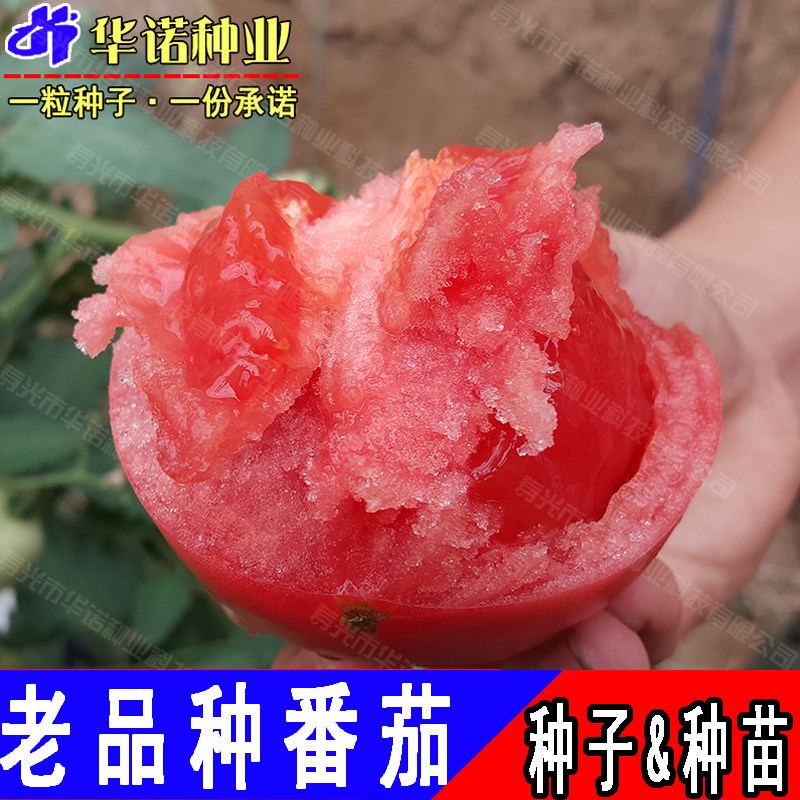 老品种西红柿子蔬菜苗圣女