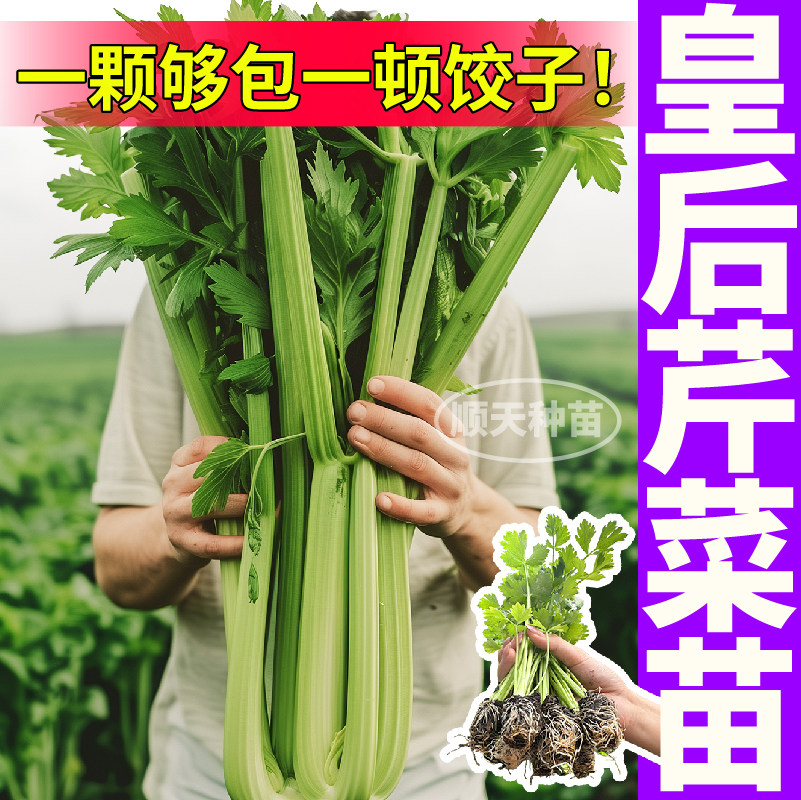 山东寿光味更浓皇后大西芹
