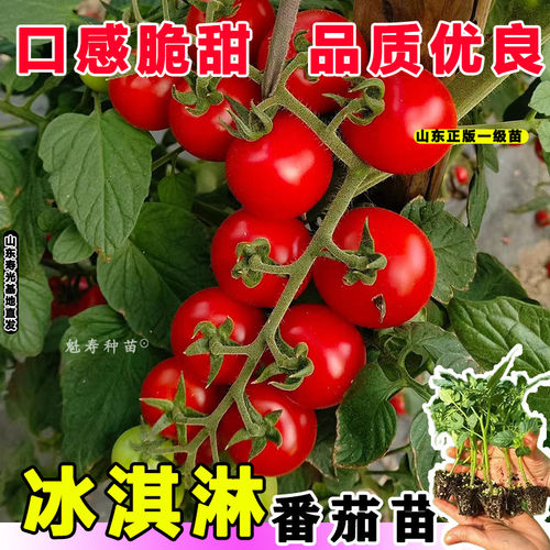 冰淇淋小番茄种子秧苗孑圣