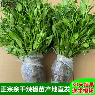 20棵正宗江西余干辣椒苗丰收辣椒种枫树土辣椒籽新鲜当季青椒秧苗