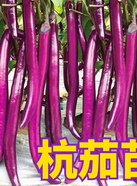 杭茄一号线茄子苗特大紫红长茄苗黑色圆茄幼苗绿罐茄王四季蔬菜苗