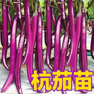 杭茄一号线茄子苗特大紫红长茄苗黑色圆茄幼苗绿罐茄王四季蔬菜苗
