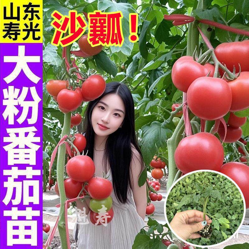 山东寿光大粉番茄秧苗四季