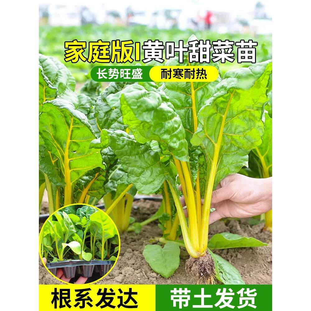 叶用红黄甜菜秧苗红黄梗菜叶菜类小菜春秋四季播阳台盆菜蔬菜