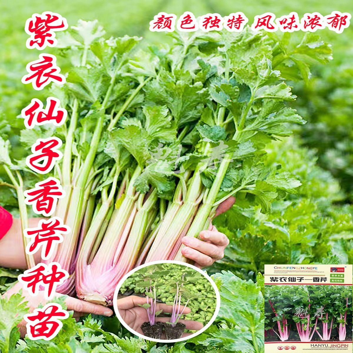 高铁荷兰红香芹菜苗秧四季