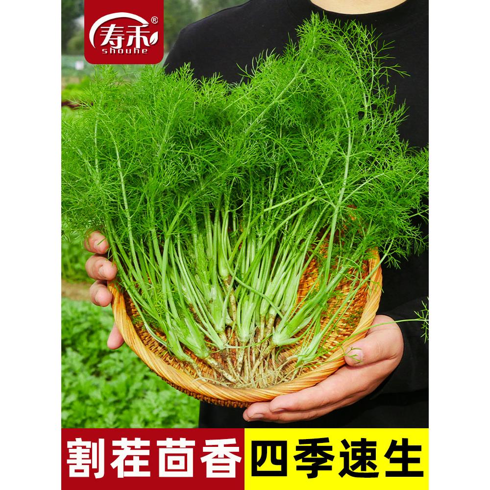 茴香种子籽苗孑小菜阳台带