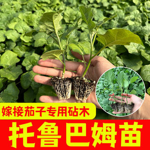 托鲁巴姆茄子嫁接砧木苗子茄子砧木苗嫁接茄子秧苗子托鲁巴姆苗子