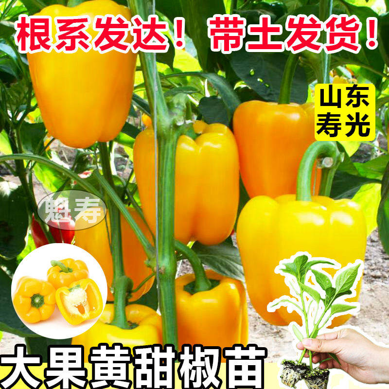 黄甜椒苗秧辣大果红绿方圆