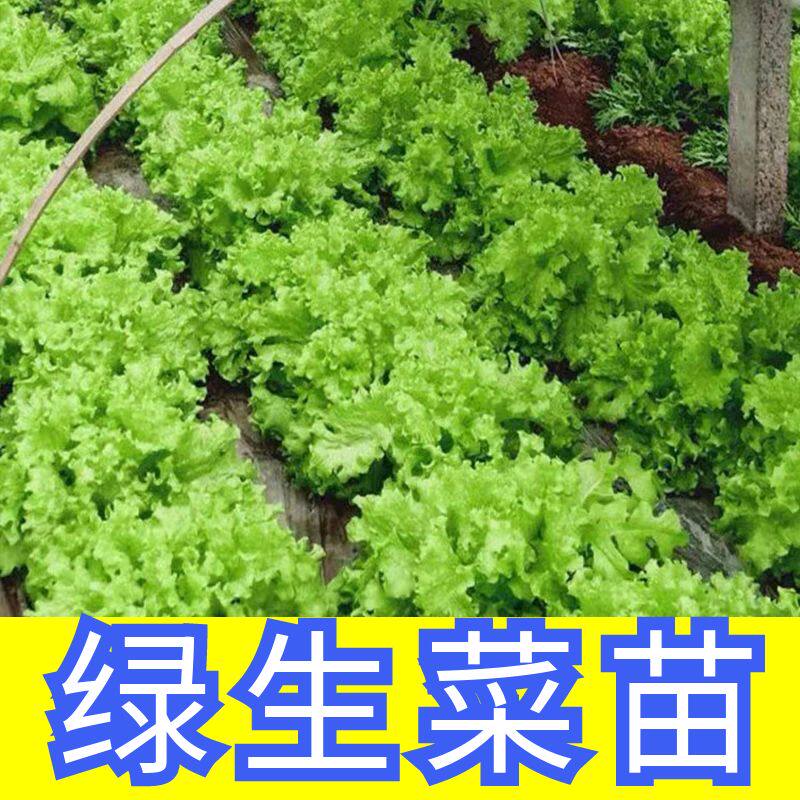 绿生菜苗子绿生菜秧苗四季蔬菜苗
