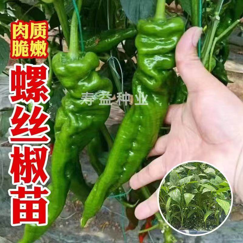 螺丝椒苗带土辣香种薄皮新图片