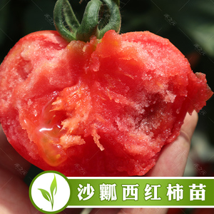 大番茄苗毛粉蔬菜西红柿盆