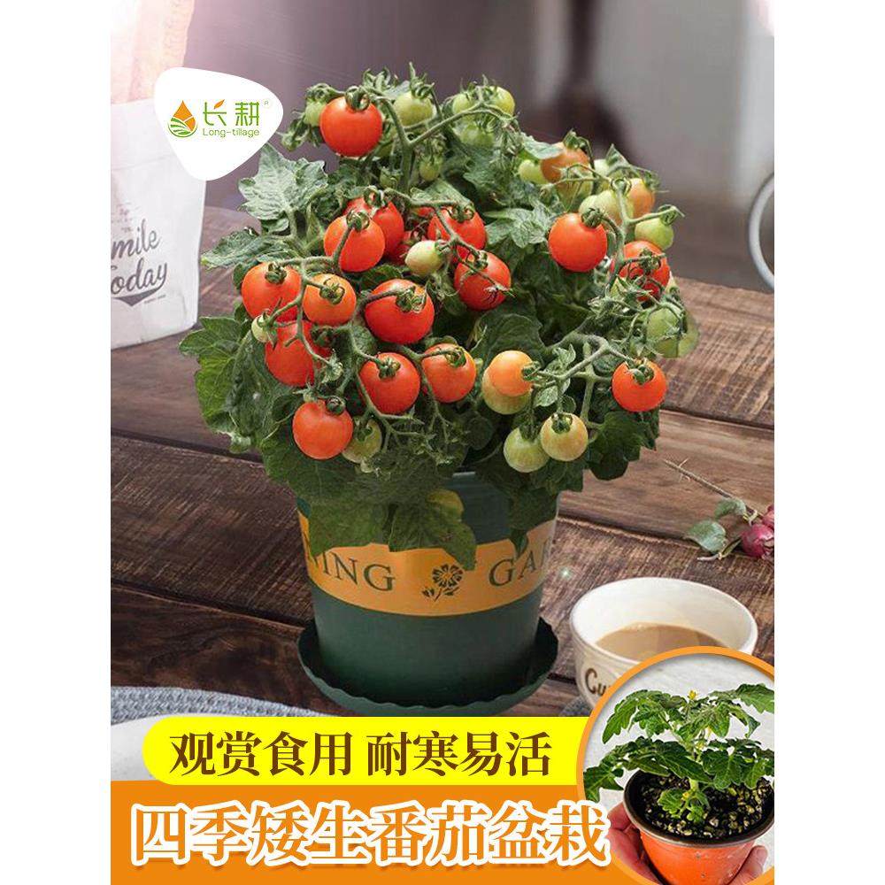 矮生番茄苗种籽圣女果樱桃