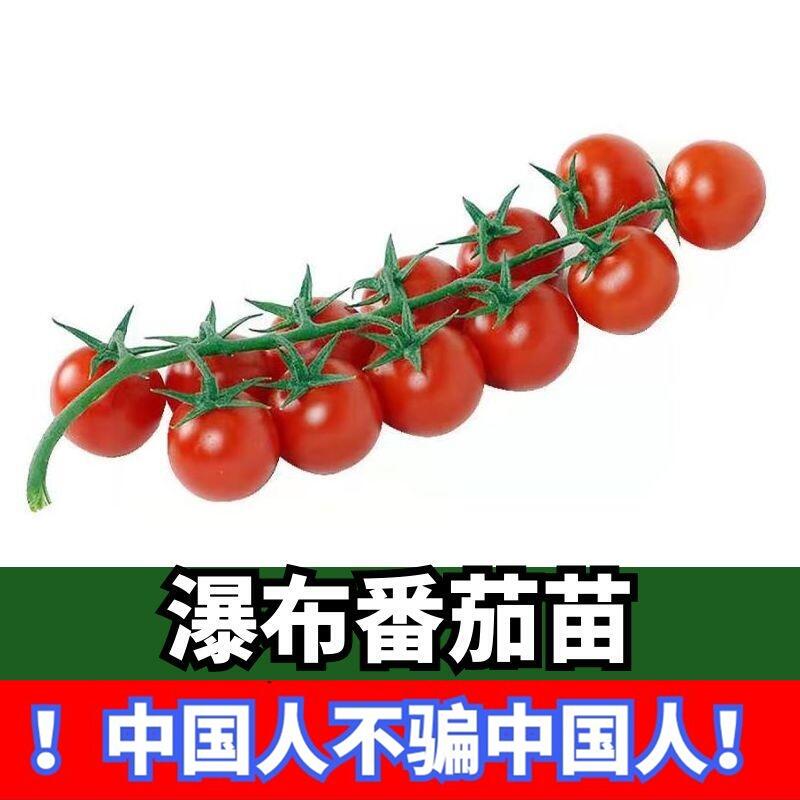 瀑布番茄苗子樱桃小番茄苗子圣女果大粉番茄阳台盆栽种植四季苗子