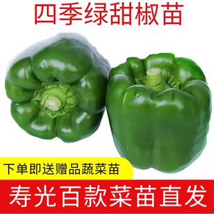 寿光大果甜椒秧苗种籽辣椒苗高产红黄绿方椒圆椒四季盆栽蔬菜种苗