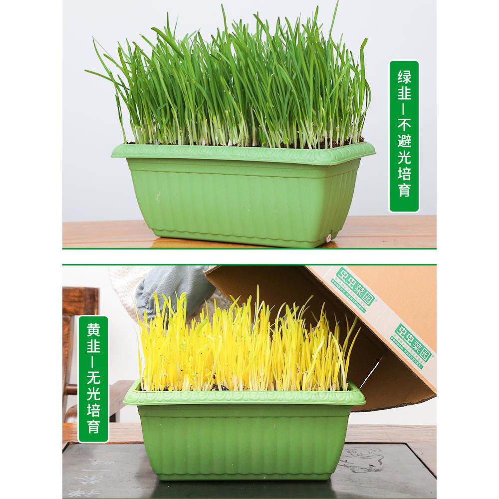 南宫特产黄韭带盆栽新菜根