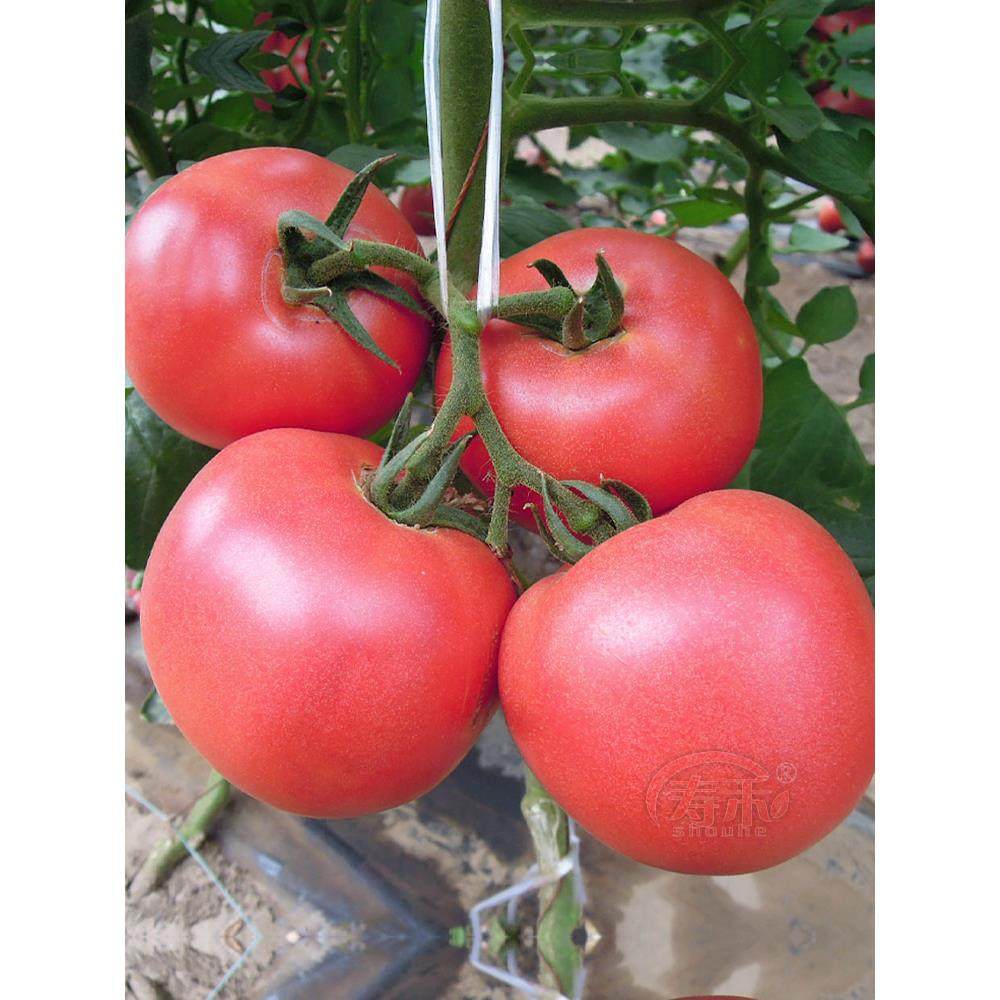 番茄种子籽孑苗普罗旺斯西