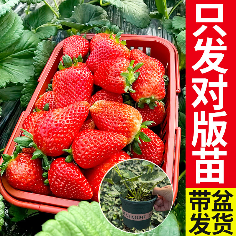 【头茬原盆土】草莓苗甘甜