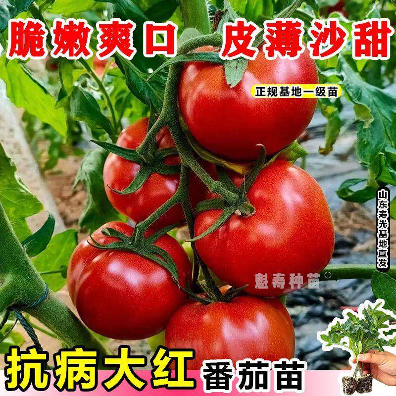 大红番茄种苗秧蔬菜孑西柿