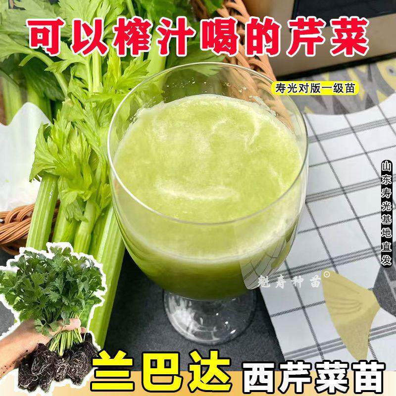 绿杆兰巴达水果西芹苗种籽