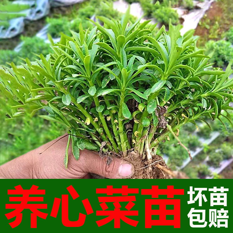 养心菜苗多年生高钙菜养心可食用田七费菜盆栽春季蔬菜苗救心菜