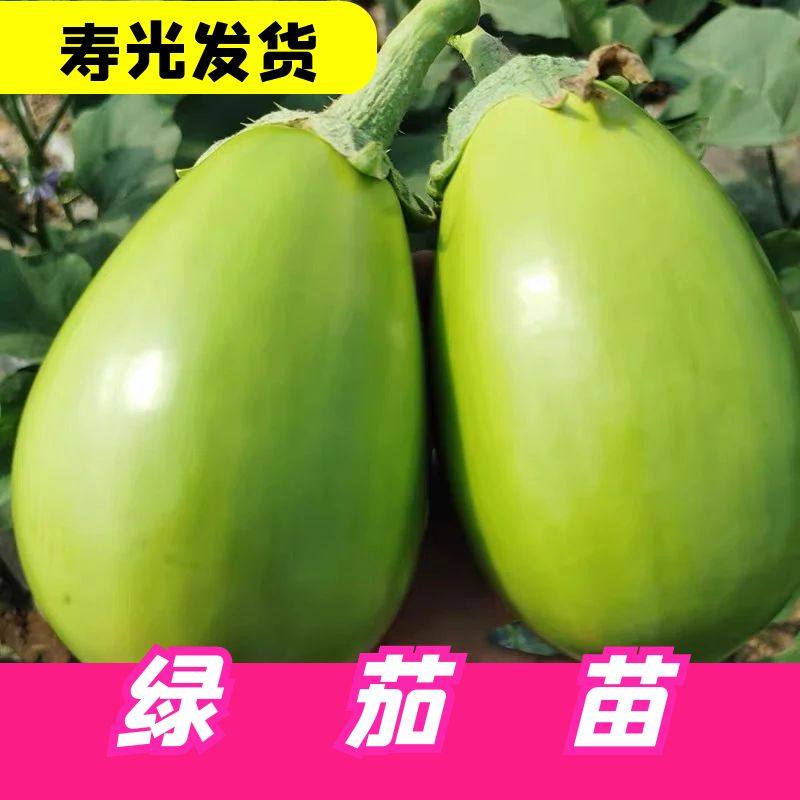 青茄子苗秧苗绿圆茄子苗灯泡绿茄子种籽四季高产抗病庭院阳台蔬菜