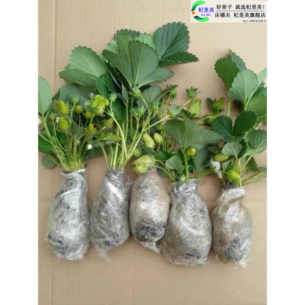 草莓苗带花果盆栽土丹东奶