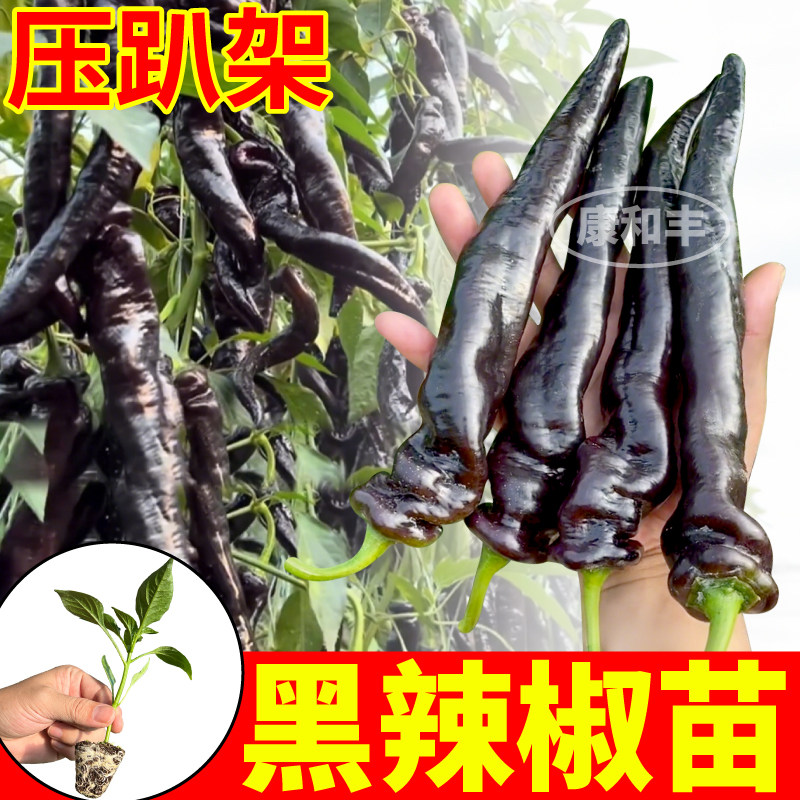 寿光香辣黑椒苗秧压趴架紫