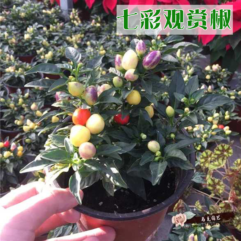 六彩泡椒种籽秧苗七五辣子