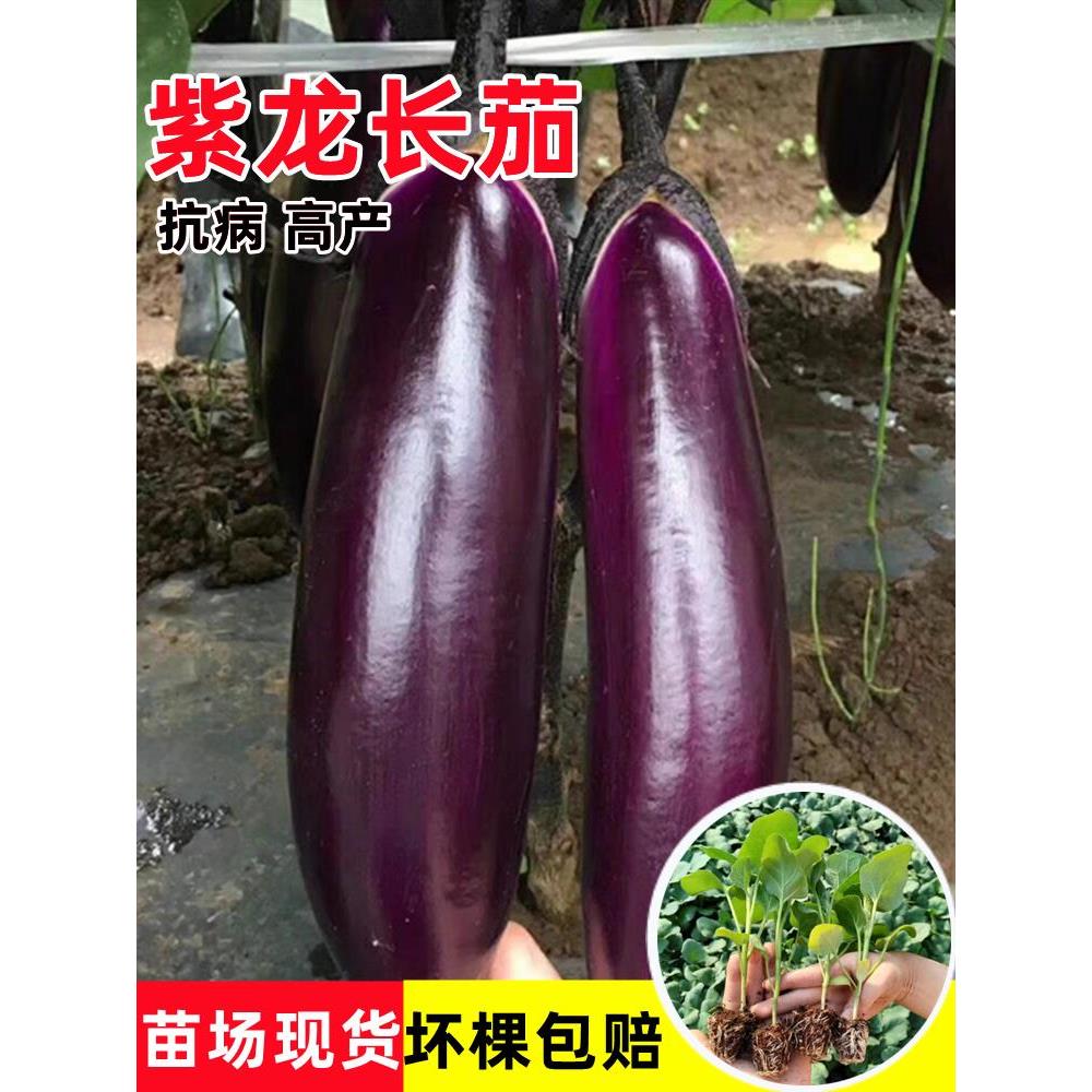 长茄苗秧苗紫把茄子苗线茄杭茄种籽苗春秋高产庭院大棚蔬菜苗