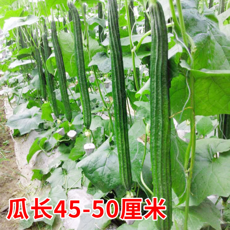 棱丝瓜种子籽孑八角超长苗