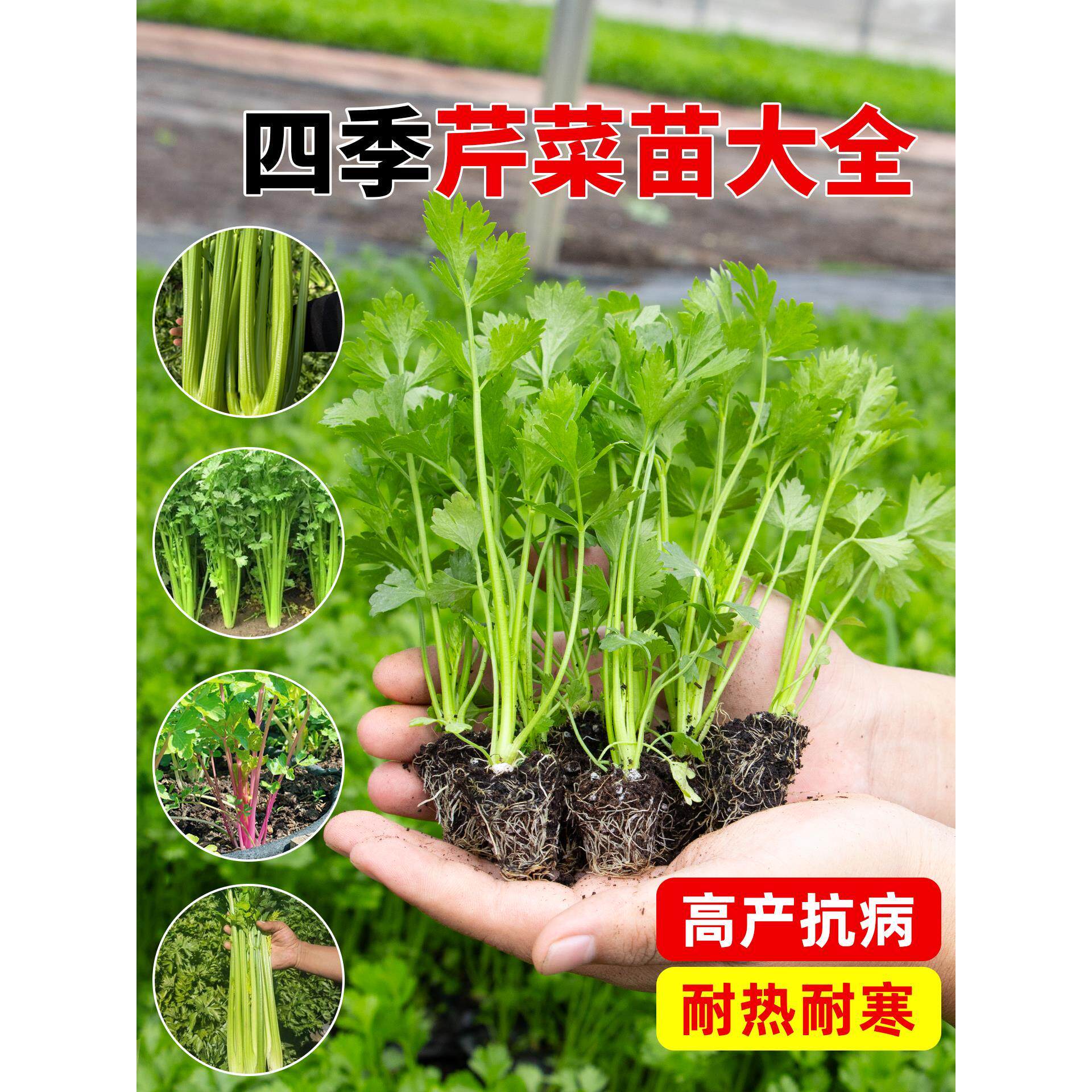 山东寿光芹菜苗秧阳台秋冬
