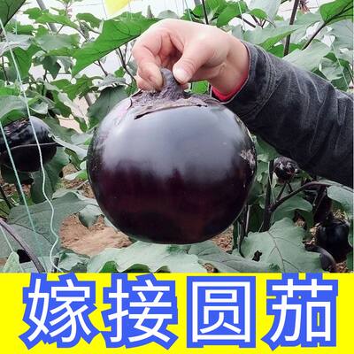 嫁接圆茄苗子嫁接圆茄秧苗