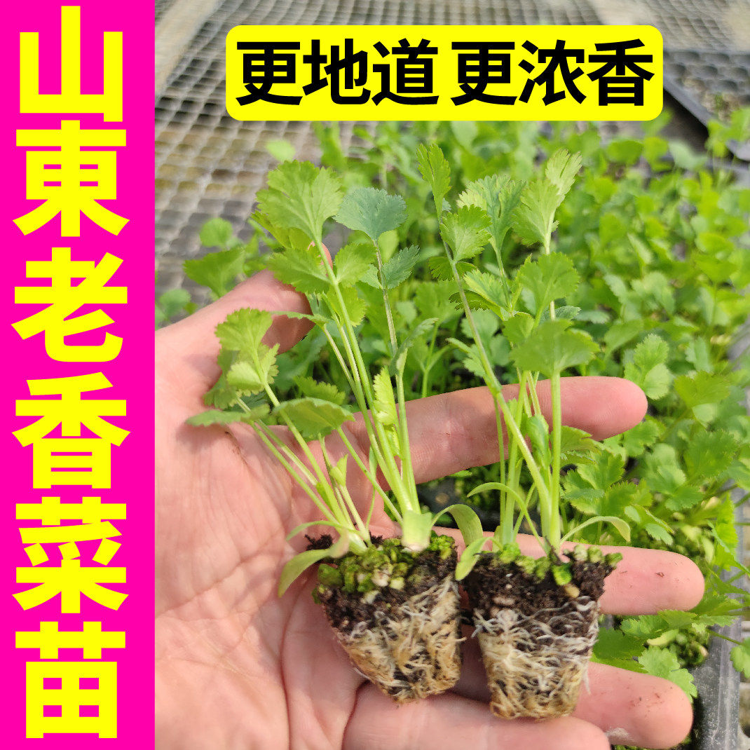 耐热寒山东老香菜秧苗带土