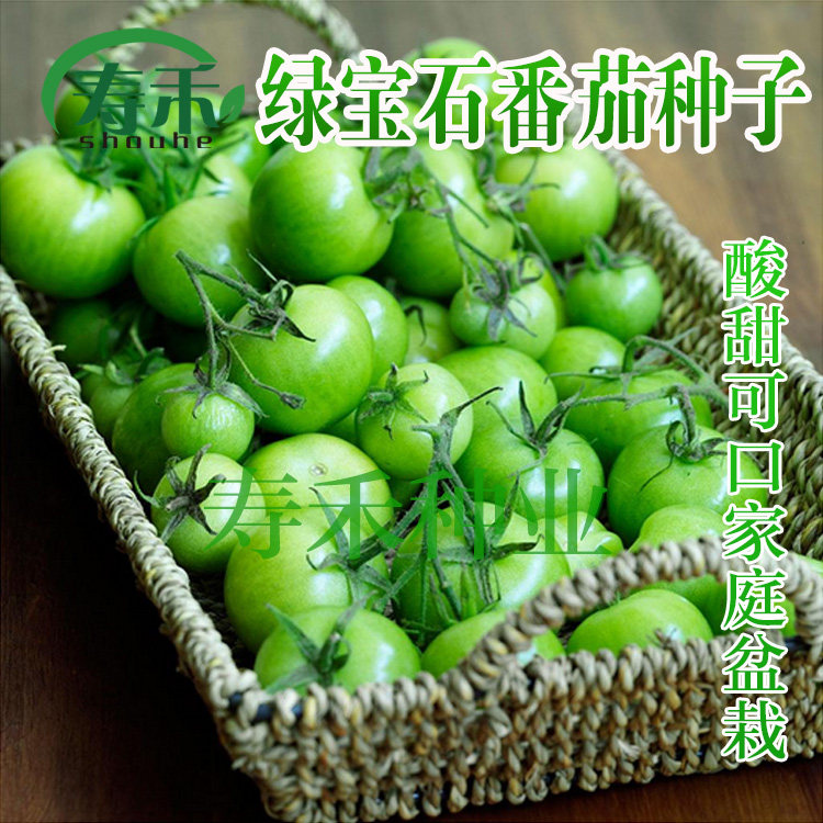 绿色小番茄种子苗秧宝石樱