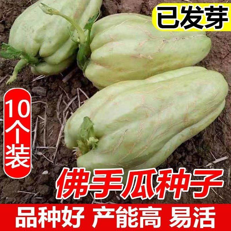 高产佛手瓜种苗春季夏植丰