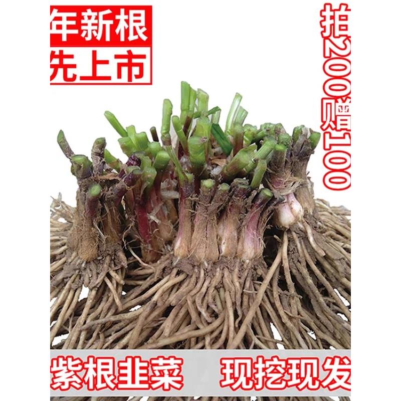 韭菜根苗现挖宽叶香紫细四