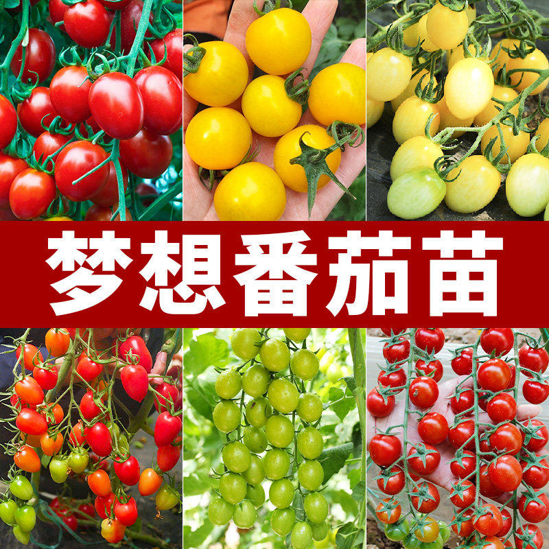 梦想绿色小番茄种子苗秧樱