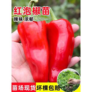 辣椒苗 秧苗 泡椒甜椒苗大红微辣厚皮种子菜四季盆栽阳台蔬菜种籽