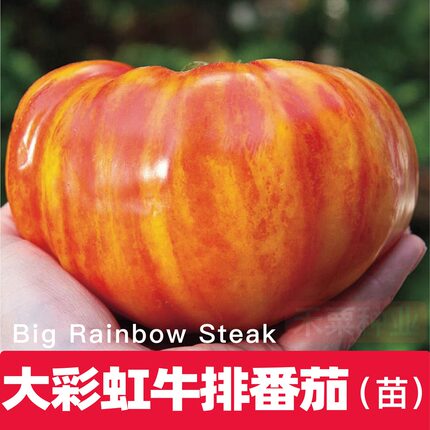 大彩虹牛排番茄秧苗珍妮特淡橙色宝石传家宝巨型老品种柿子可留种