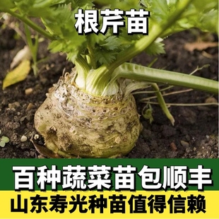 根芹苗芹菜苗根四季小香芹水芹菜西芹盆栽蔬菜苗春大疙瘩老桩种球