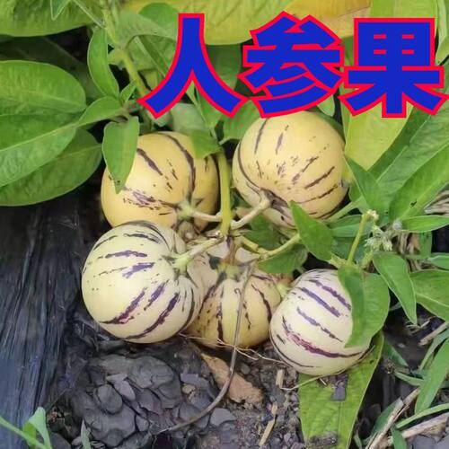 人参果苗子人参果秧苗四季蔬菜苗