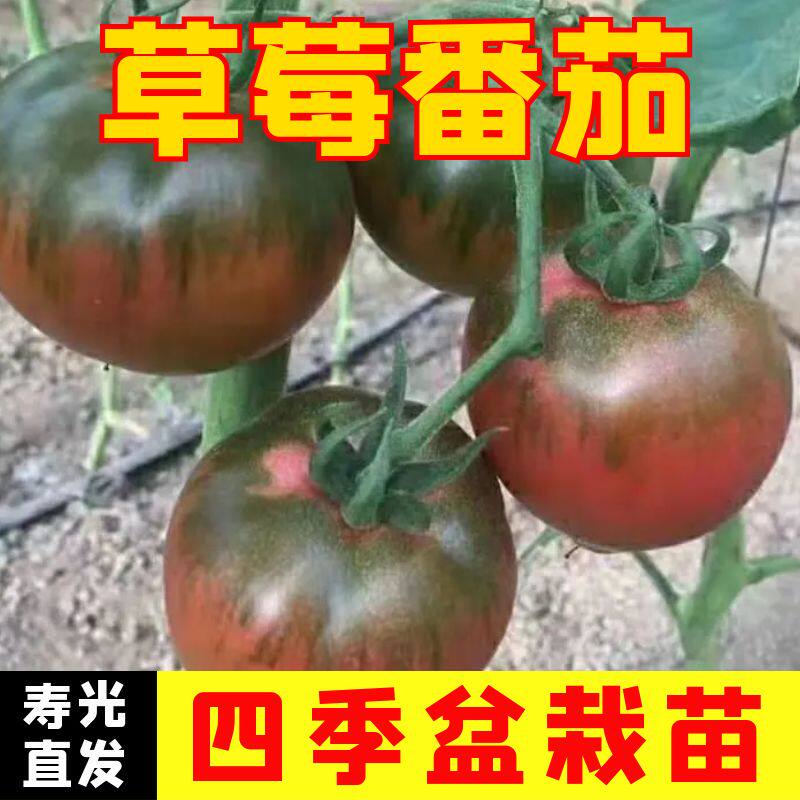 草莓番茄苗秧苗水果口感西红柿子幼苗铁皮绿腚四季播种山东蔬菜苗