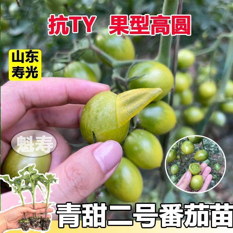 青甜小番茄苗秧绿宝石种南