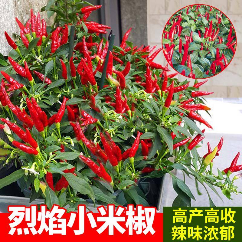 红白小米辣椒苗特盆栽七彩