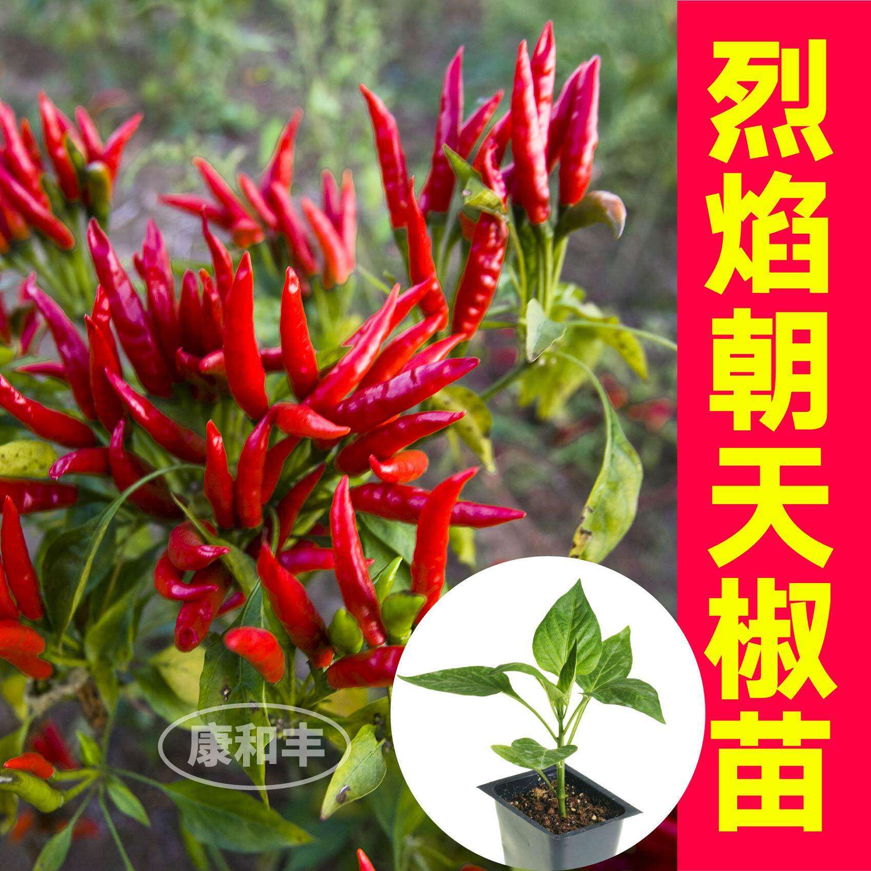压趴架朝天椒苗秧特辣带土球红小米螺丝薄皮杭线辣椒种子四季高产